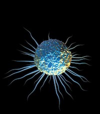Transplantace kostní dřeně
